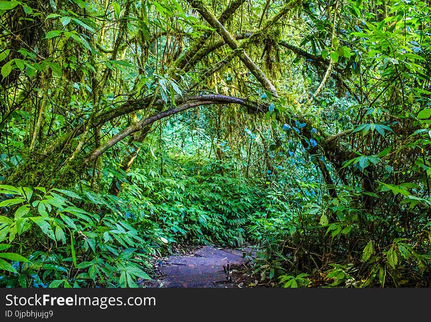 Green Leaf Trees