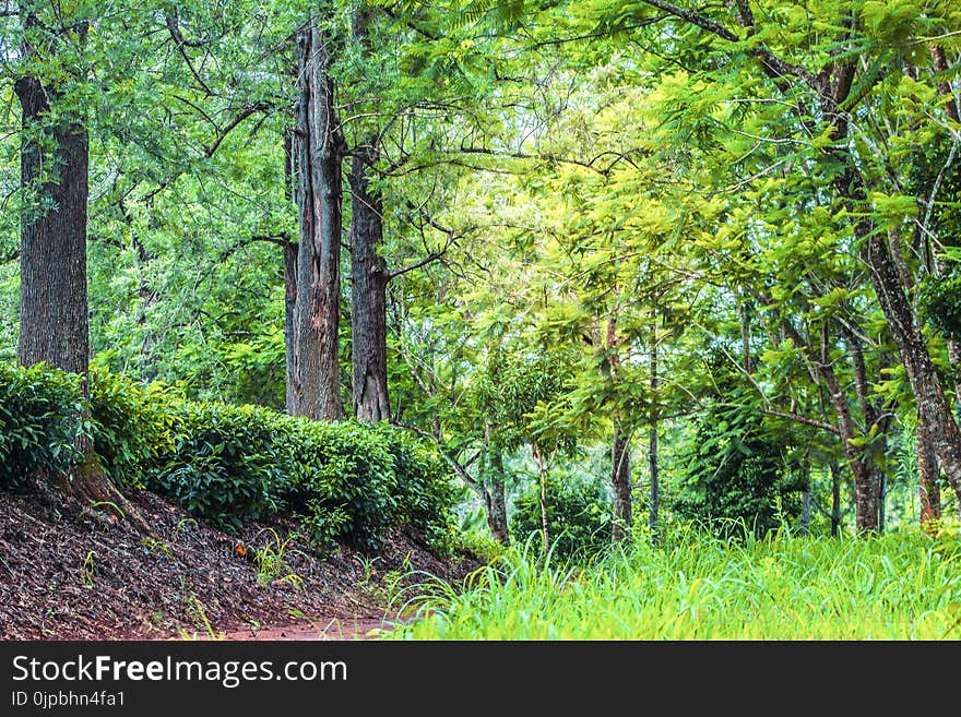 Green Leaf Trees