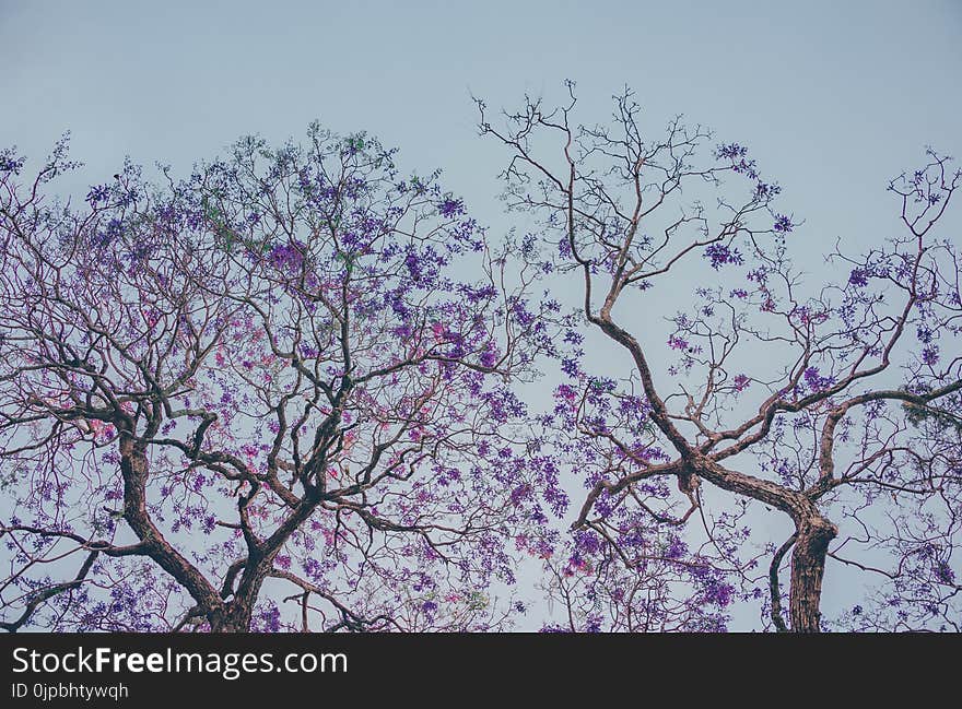 Two Purple Leaf Trees