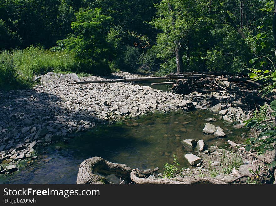 Stream Between Forest