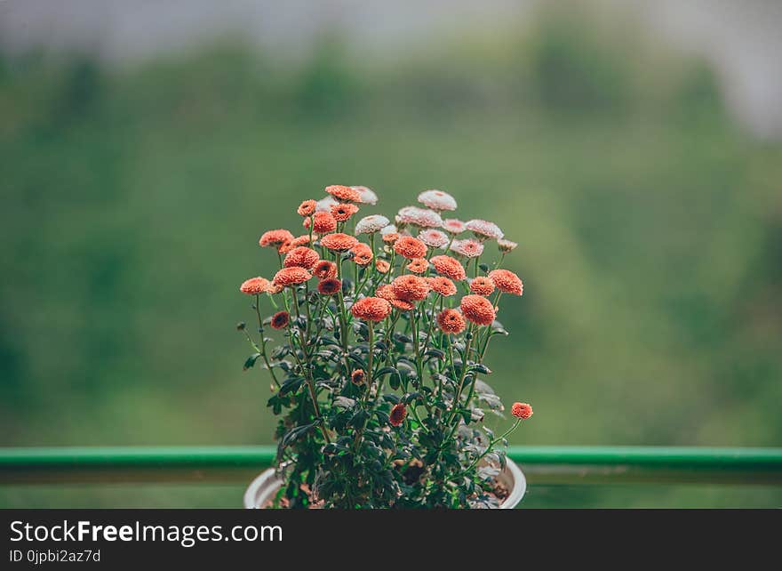 Selective Focus Photography of Orange Petaled Flowers