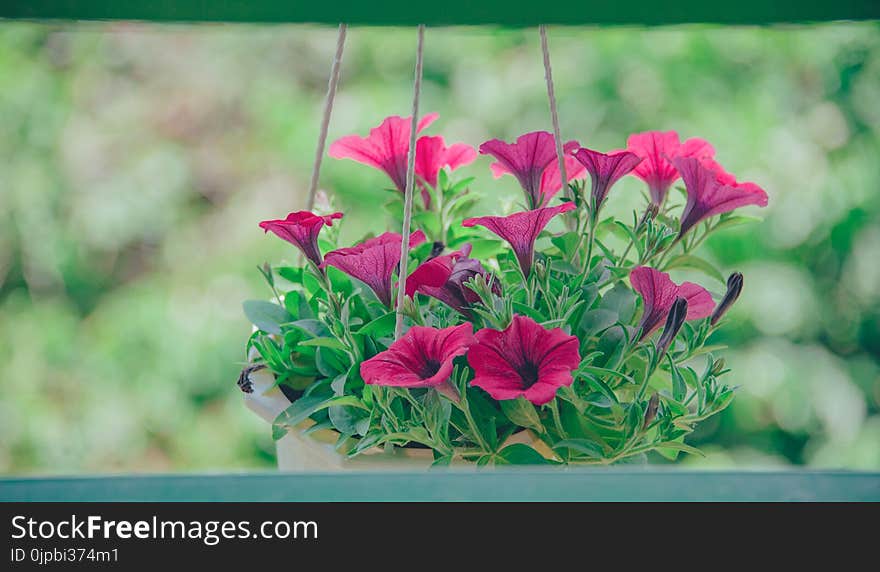 Pink Flowers