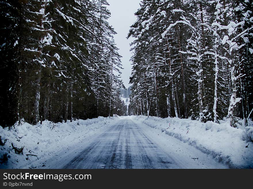 Snowy Road Between Trees