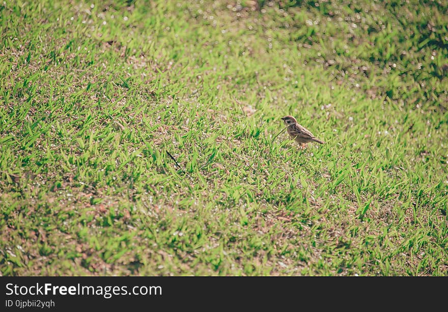 Brown Bird on Grass Lawn