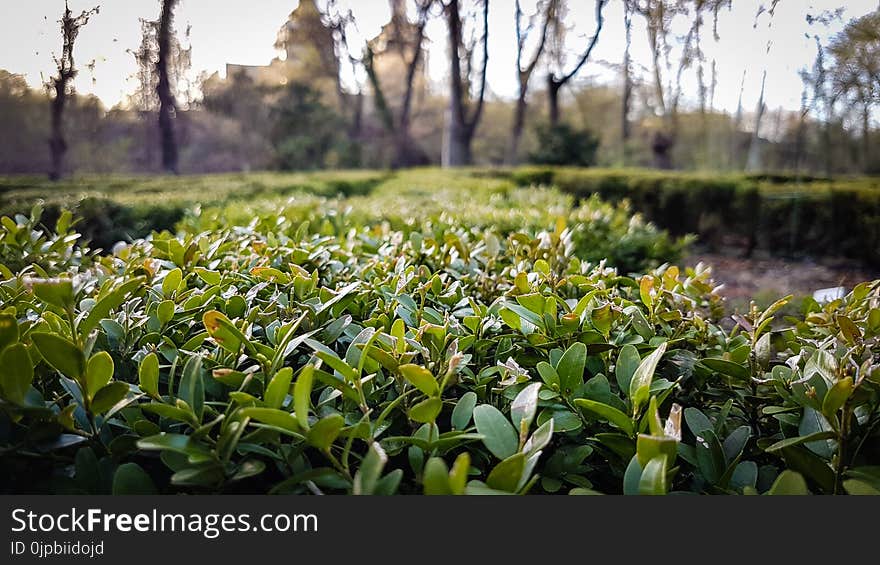 Photo of Green Plants Near Leafless Tree