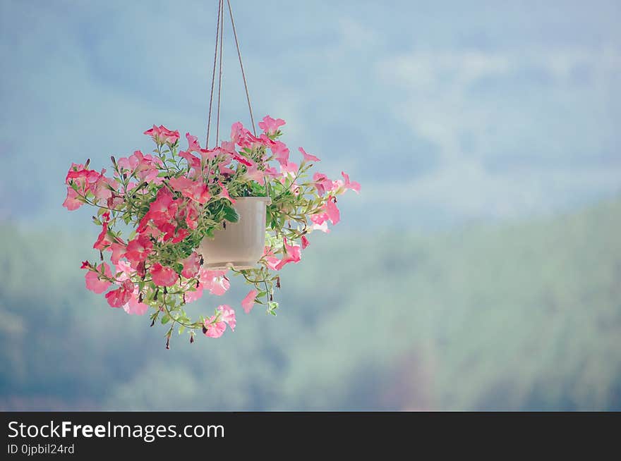 Pink Petaled Flower Plant Inside White Hanging Pot