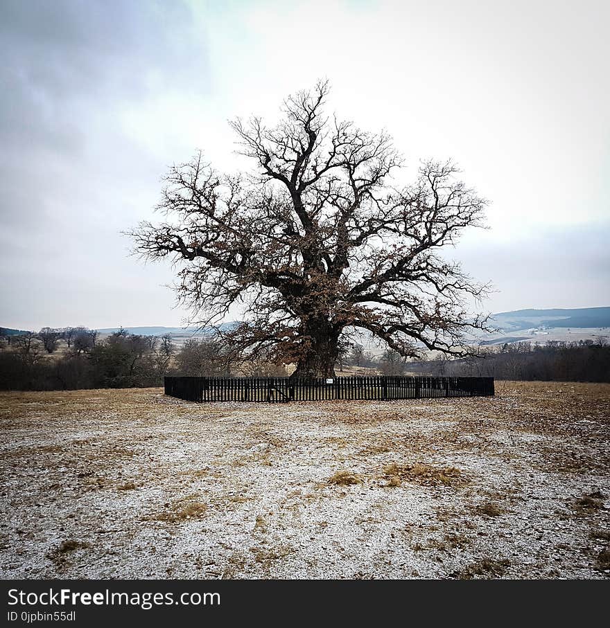 Bare Tree With Black Metal Fence