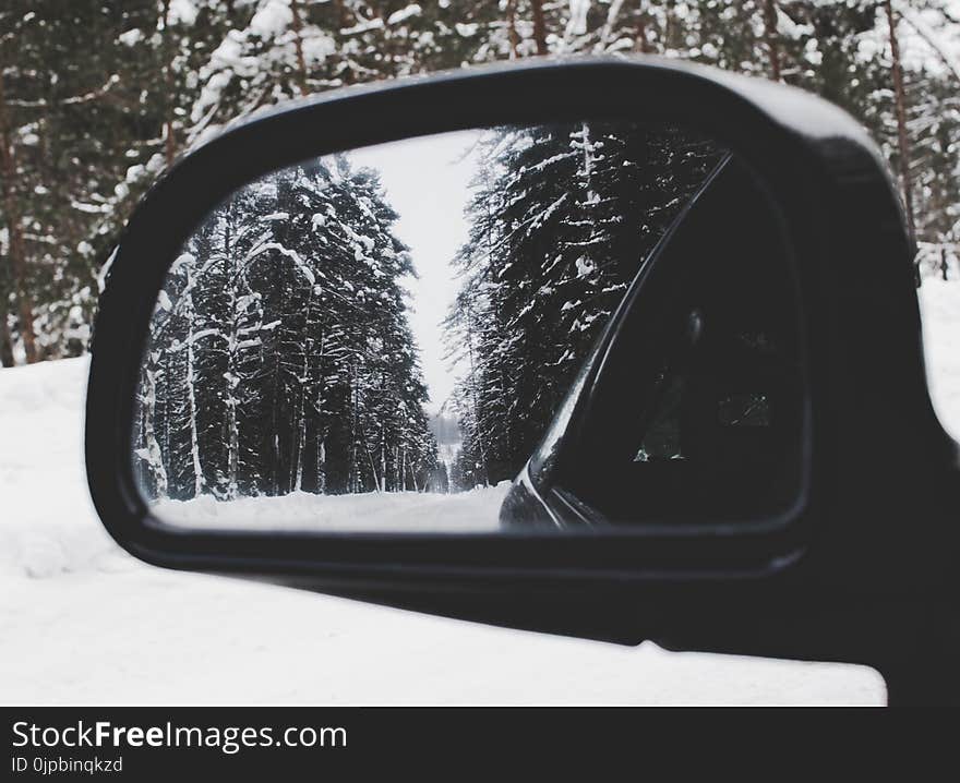 Photo of Vehicle Wing Mirror With Tree As Reflection