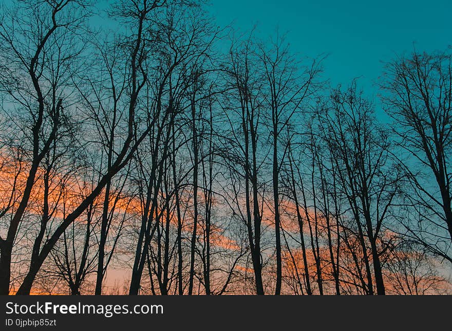 Photography of Leafless Trees during Golden Hour