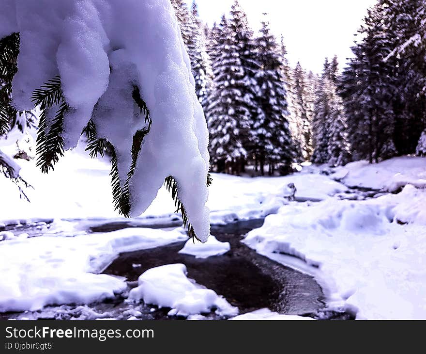 Snow Covering Trees