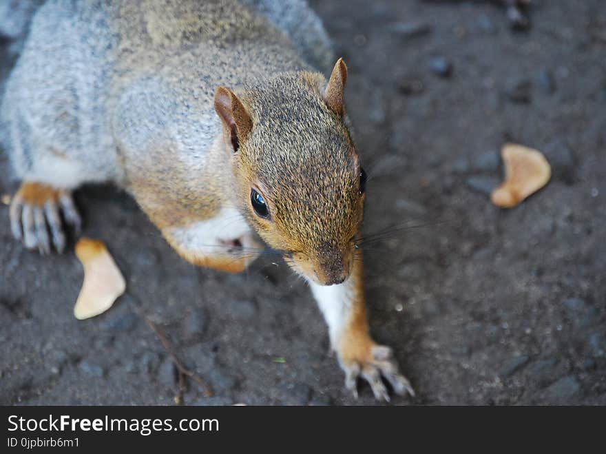 Brown and Black Squirrel