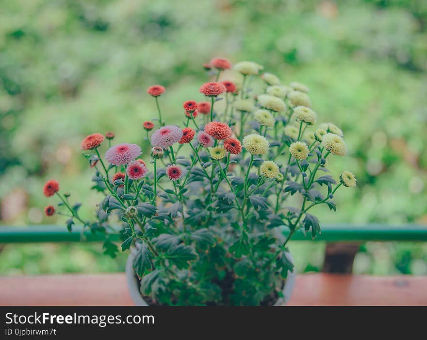 Flower Centerpiece