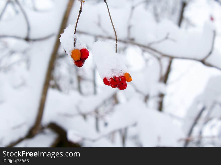 Bokeh Shot of Red Fruit With Snow