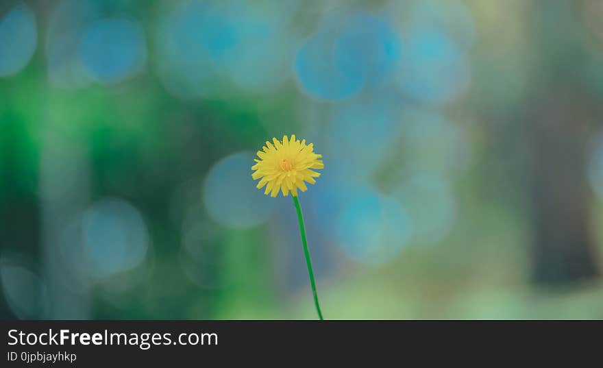 Selective Photo of Yellow Dandelion