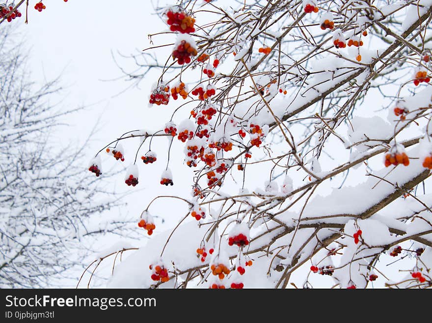 Low Angle Shot of Leafless Tree With Orange Flowers