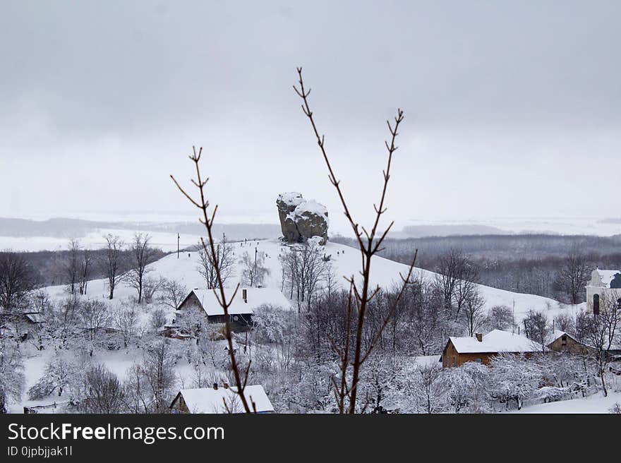 Black Bare Tree