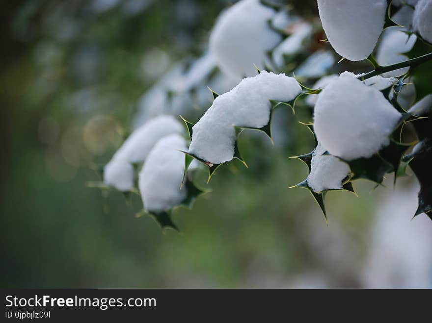 Green Leaves With Snow in Closup Photography