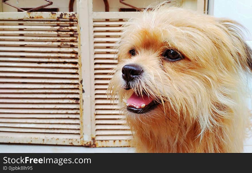 Small Long-coated Fawn Dog on Focus Photo