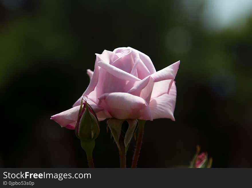 Delicate pink rose closeup on a dark background