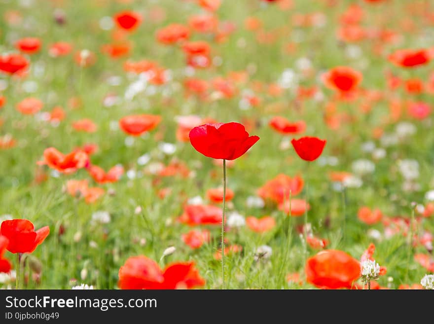 Beautiful background of meadow flowers and red poppies