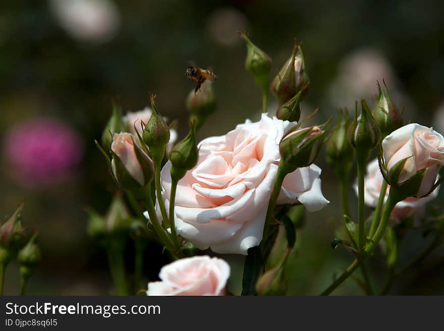 Delicate white rose close-up with a bee