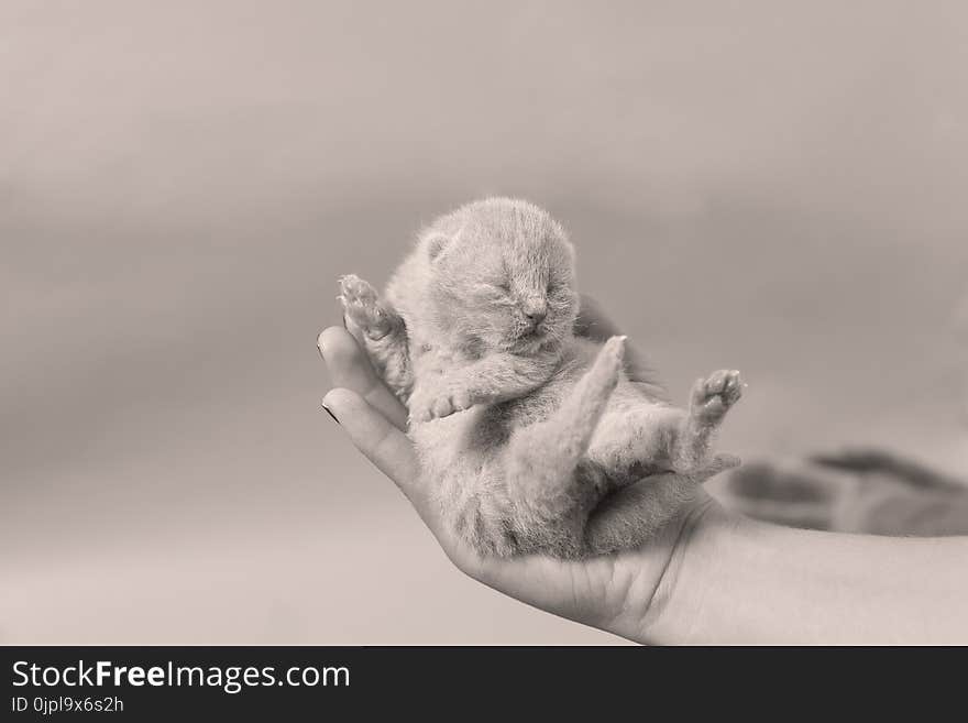 Cute small one day old baby cat in a woman hand, first day of life British Shorthair kitten. Cute small one day old baby cat in a woman hand, first day of life British Shorthair kitten