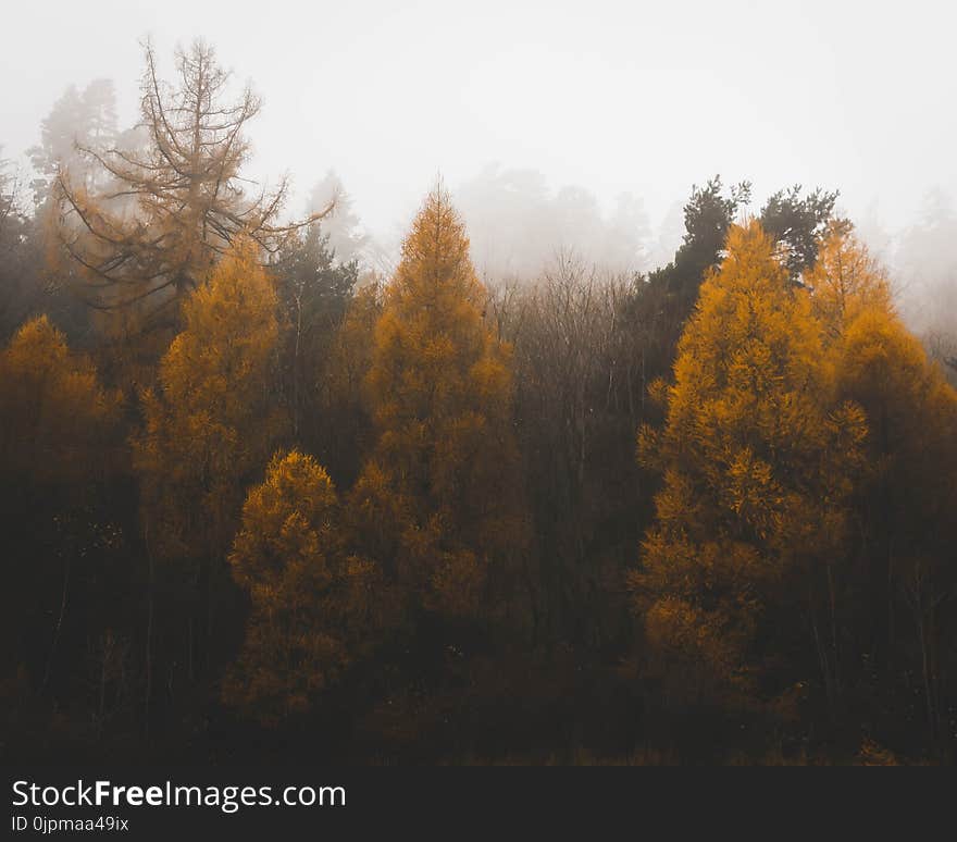 Green Trees With Fogs