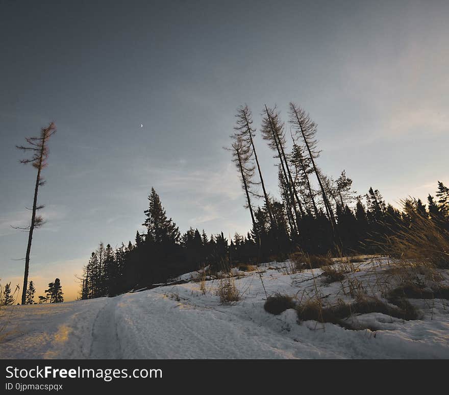 Photo of Bare trees and Snow