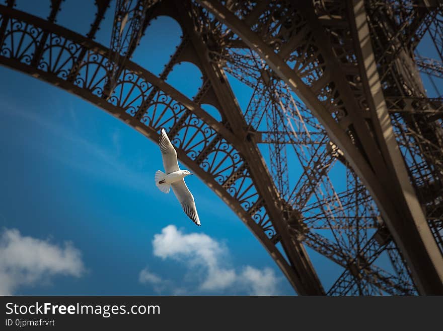 White Dove Flying