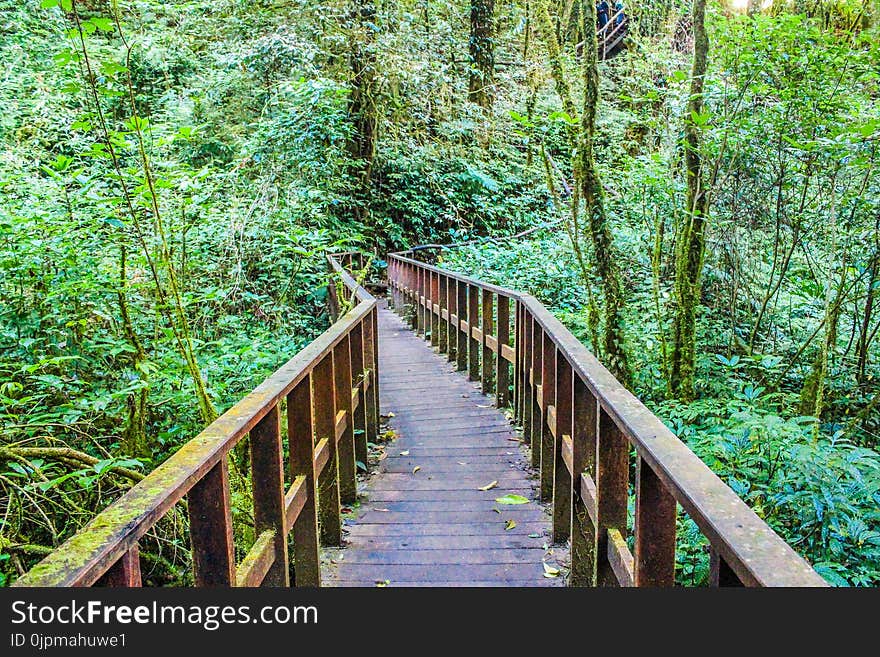 Photograph of Brown Wooden Bridge