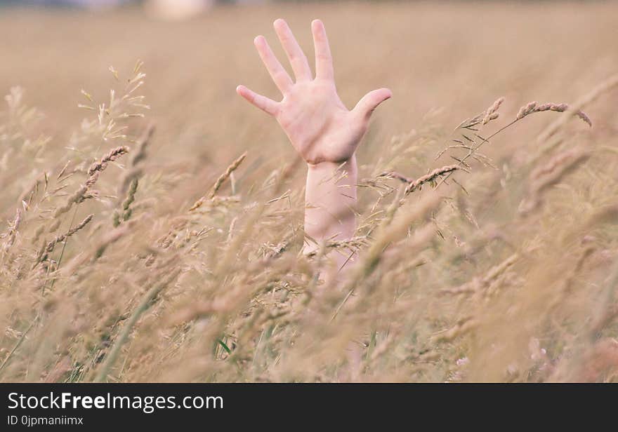 Photo of Person&#x27;s Right Hand in Field