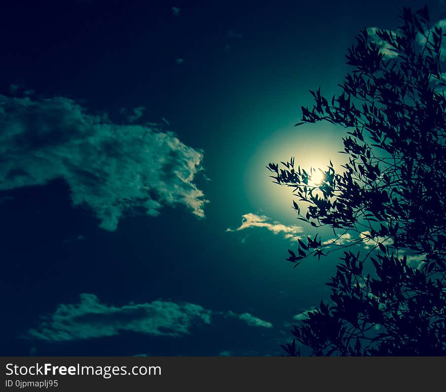 Silhouette Of Tree