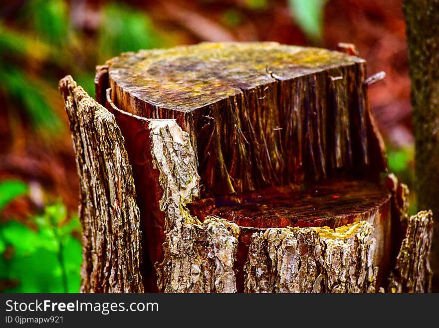 Tilt Shift Photo Of Log