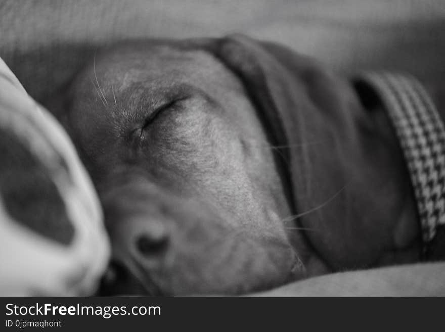 Grayscale Photo Of Dog Sleeping