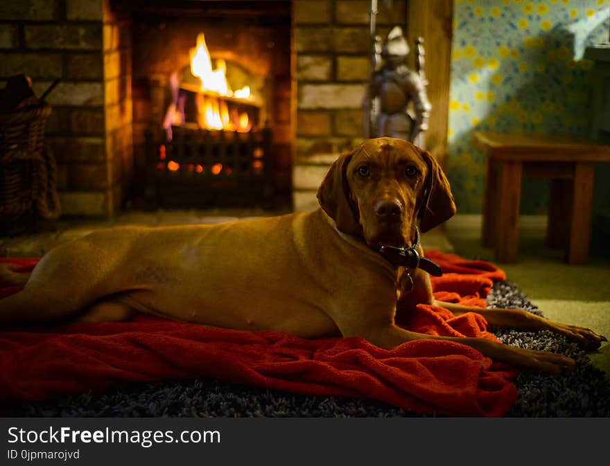 Red Vizsla Lying On Mat Near Fireplace