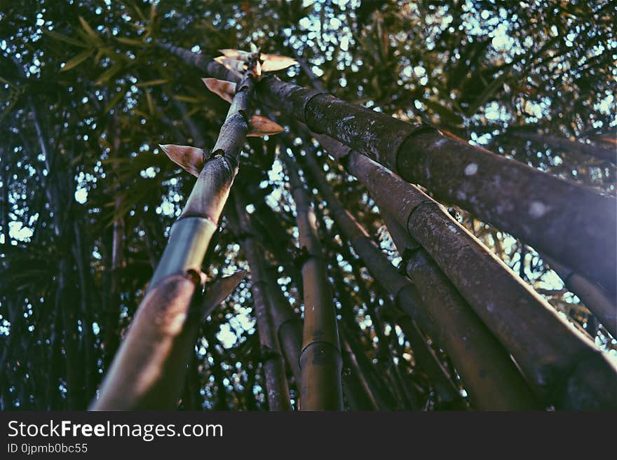 Worm&#x27;s Eye View of Bamboos