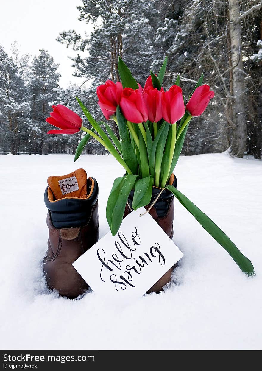 Red Flower Bouquet on Brown Leather Boots during Snow Weather