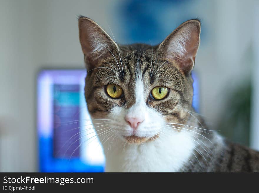 Shallow Focus Photography of Silver Tabby Cat