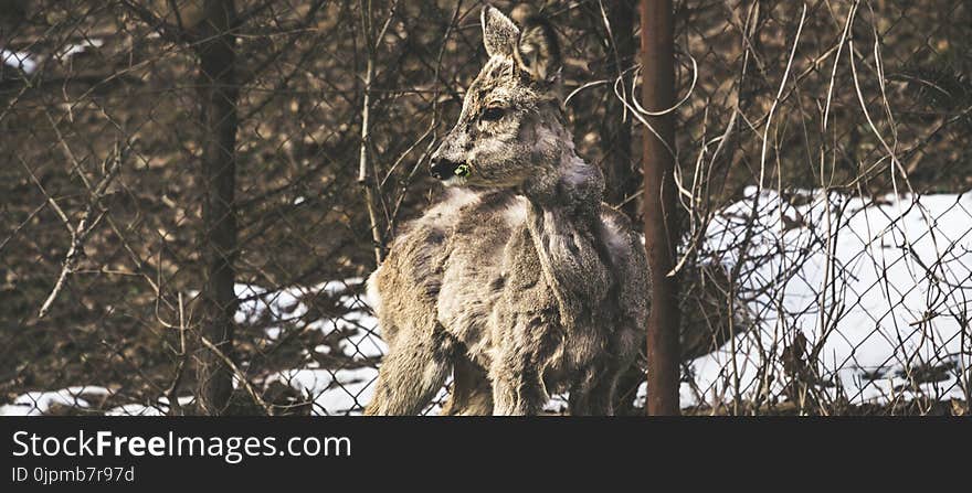 Brown Kangaroo Near Cyclone Fence