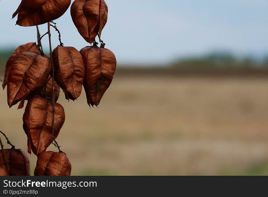 Fall Scene With Dry Plants And Blurry Background