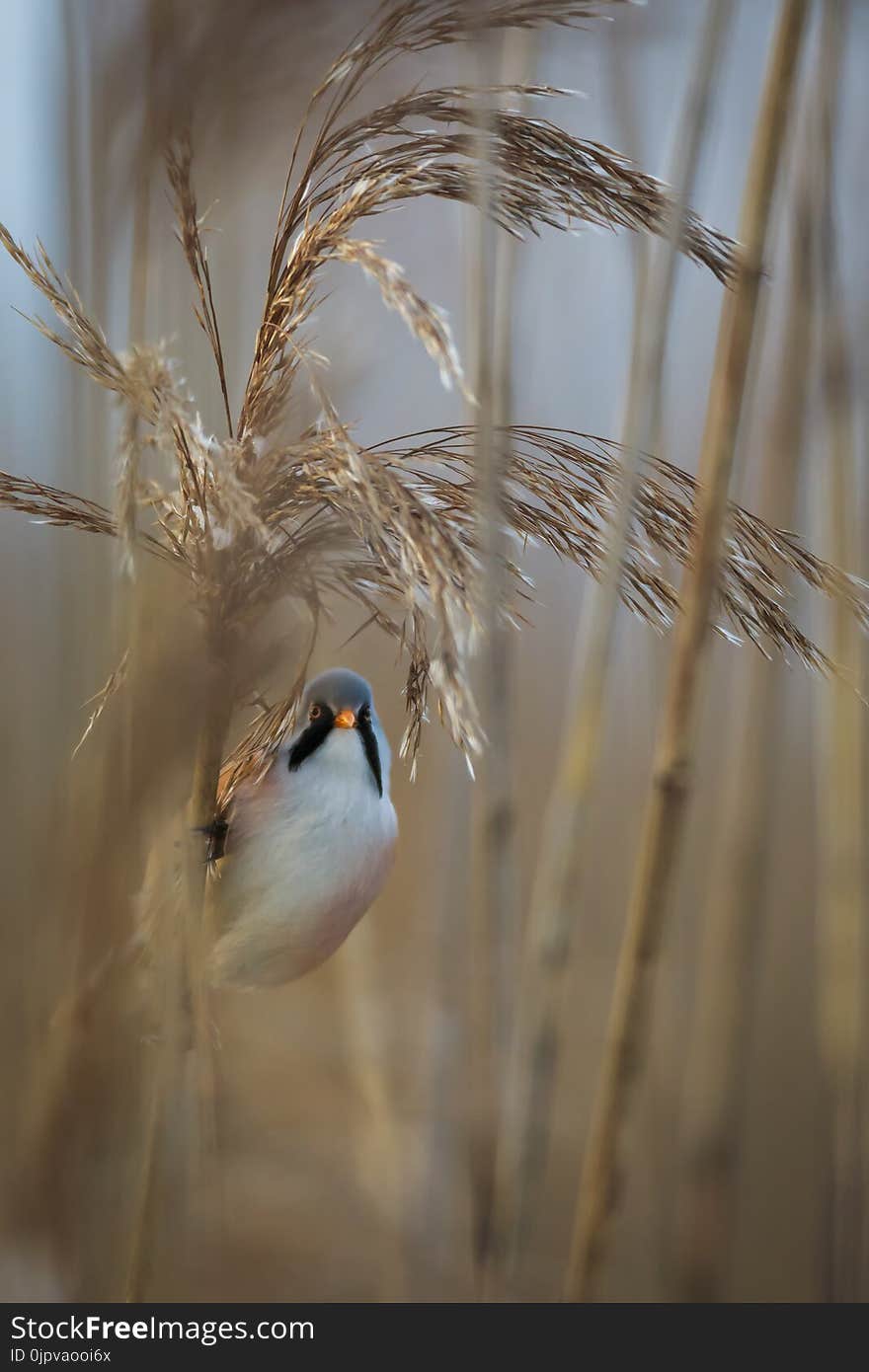 Male bearded Reedling in its habitat, clinging to reeds