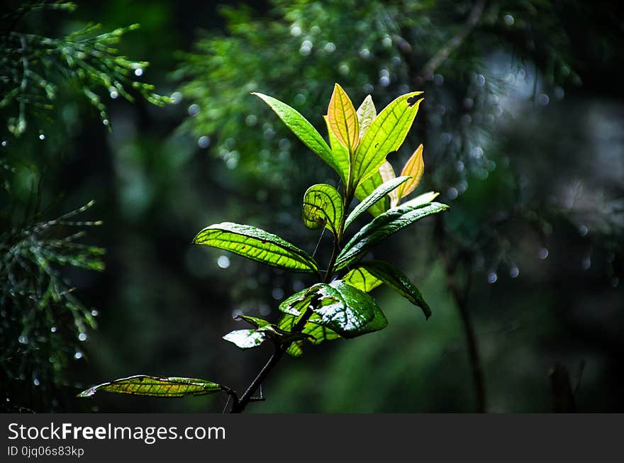 Close-Up Photography of leaves