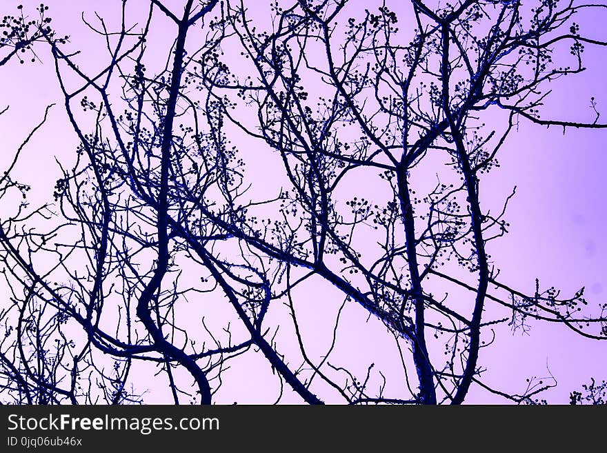 Photography of Tree Branches