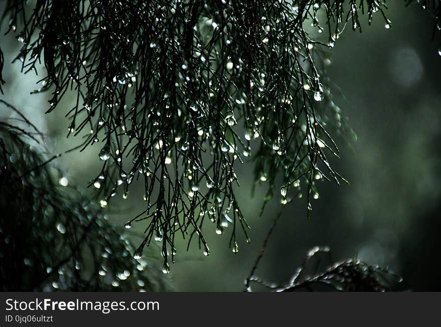 Close-Up Photography of Wet Leaves