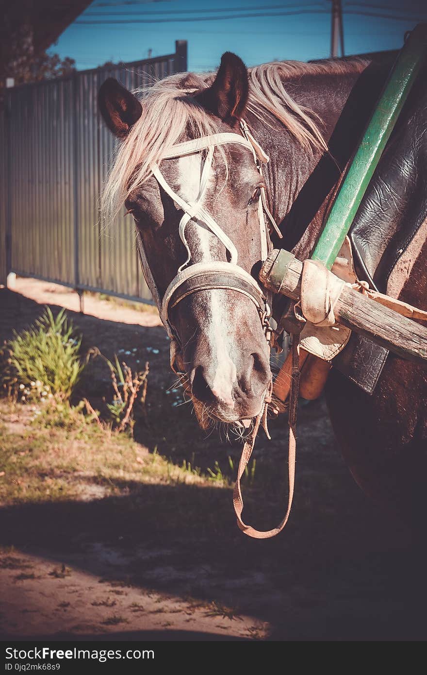 Rural portrait of a horse in harness, sunny summer day, vintage. Rural portrait of a horse in harness, sunny summer day, vintage.