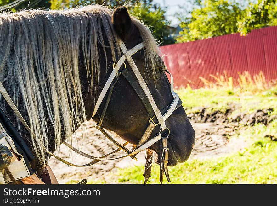 Rural portrait of a horse in harness, sunny summer day. Rural portrait of a horse in harness, sunny summer day.