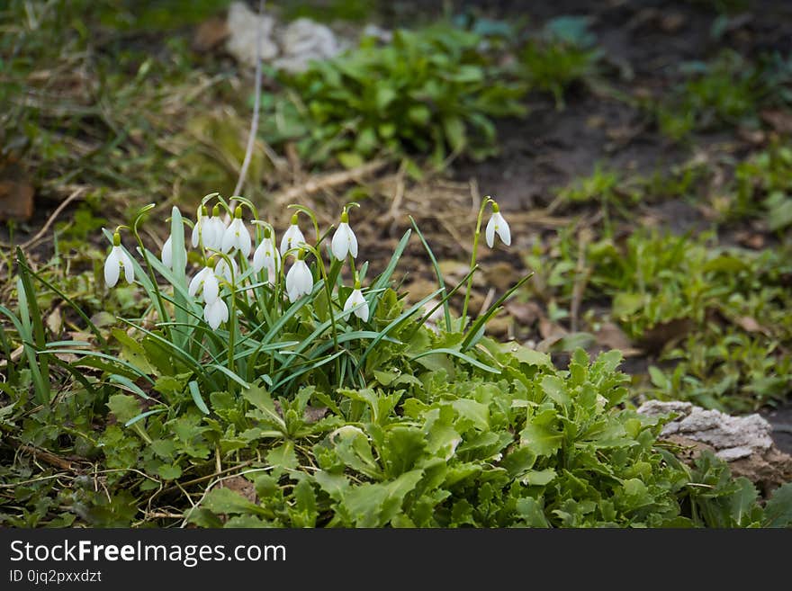 Snowdrops in the Garden