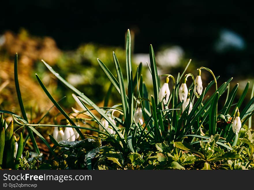 Snowdrops in the Garden