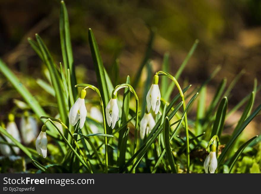 Snowdrops in the Garden