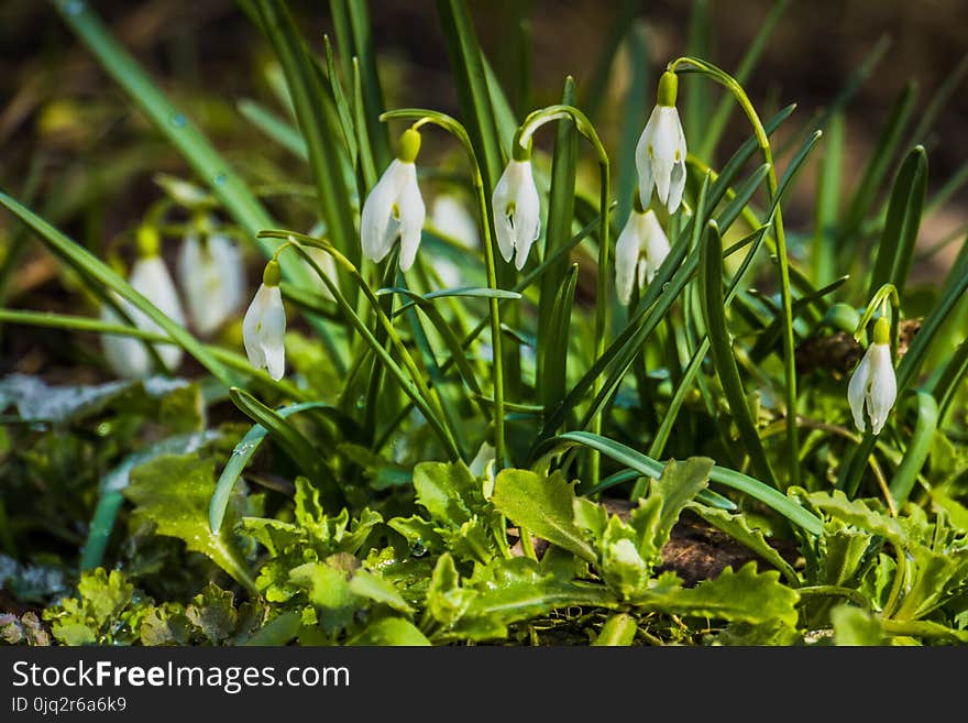 Snowdrops in the Garden